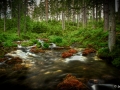 Kreuzteich Zufluss