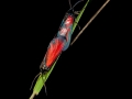 Widderchen2