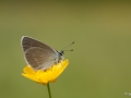 Schmetterling