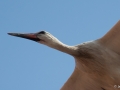 Storch