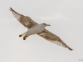Möwe