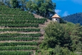 Wachau 5